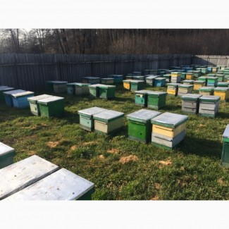 Продам бджолосім‘ї