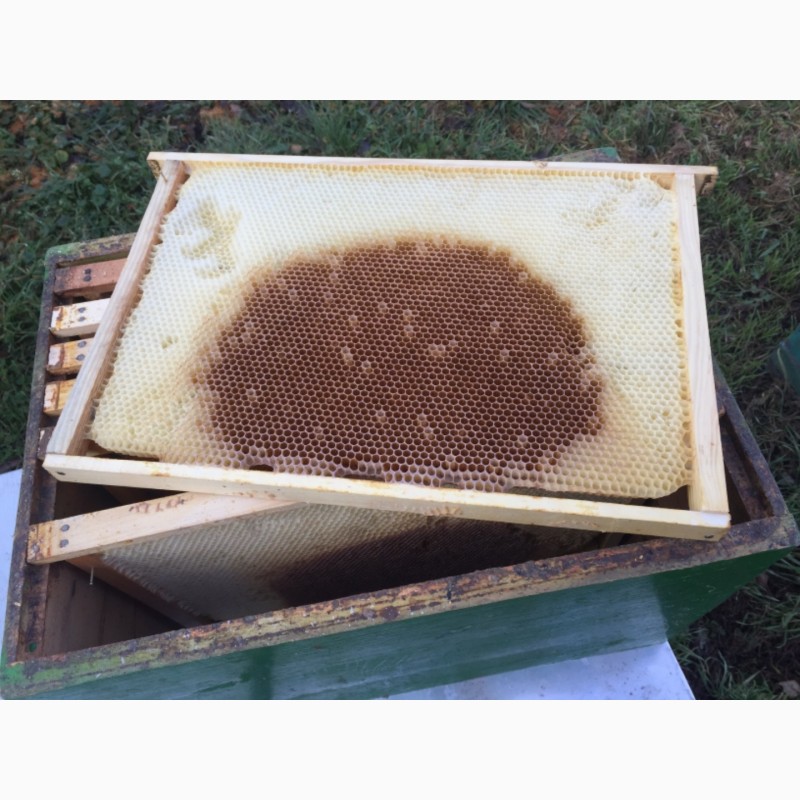 Фото 3. Продам бджолосім‘ї