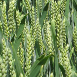 Яровая пшеница Тризо 1Р (мягкая)