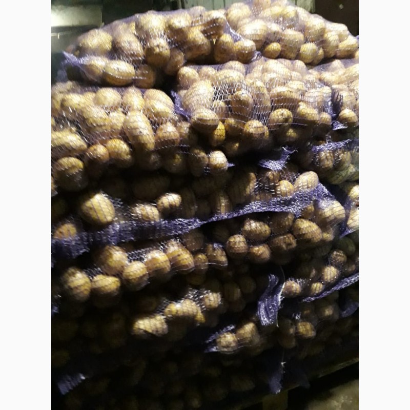 Фото 2. Продам лук репчатый в Украине от 20 тонн урожай 2019 года