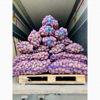 Продам лук репчатый в Украине от 20 тонн урожай 2019 года