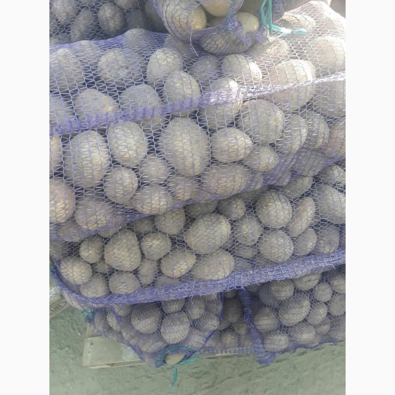 Фото 4. Продам лук репчатый в Украине от 20 тонн урожай 2019 года