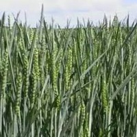 Семена озимой пшеницы АЛЕКСЕЕВКА