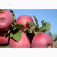 Готовий бізнес проект кращий сорт яблук імуностійких колоновидних і низькорослих опт