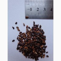 Семена Ель Европейская (40шт - 15грн)