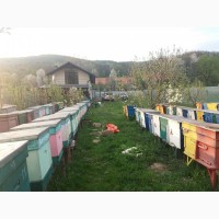 Продам пчелосемьи вмести с ульями с 20 апреля