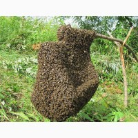 Продам продукти бджільництва Житомир, Черняхів