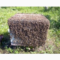 Продам продукти бджільництва Житомир, Черняхів