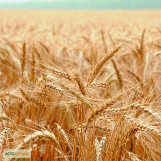 Продам яру пшеницю