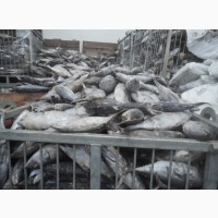 Оснащение холодильное для заморозки рыбы морепродуктов Николаев