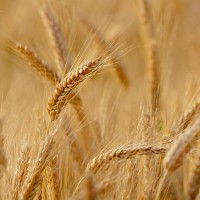 Озима пшениця МЕТАЛІСТ, насіння ТОВ “ЛІСТ (реалізуємо від 1т)