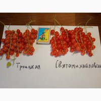 Саженцы смородины БигБен, Эбони, 6-14-145, Ровада, Роднеус, Джонкер