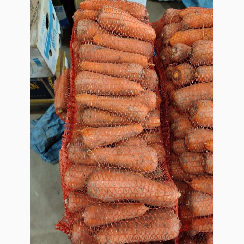 Фото 3. Продам моркву