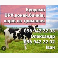 Купуємо ВРХ, КОНЕЙ, биків, телята