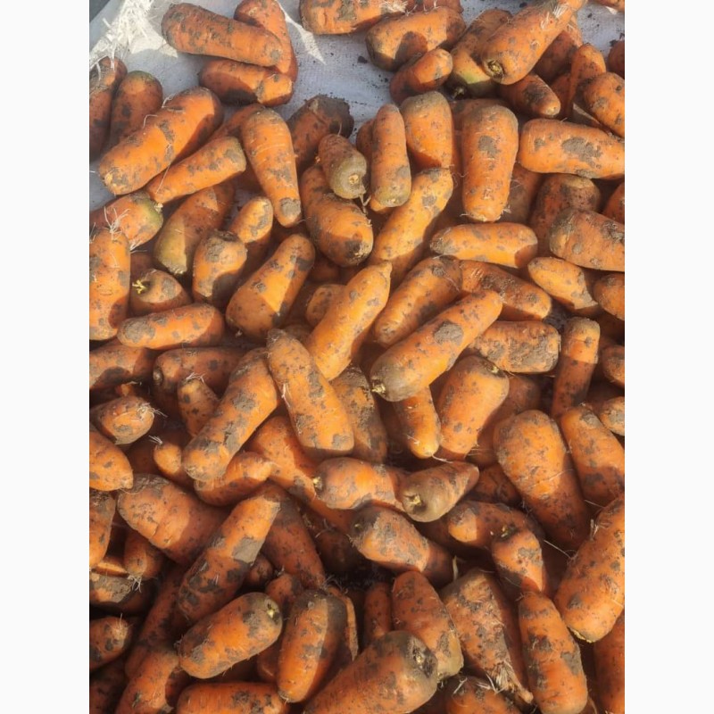 Фото 3. Продам морковку урожая 2022 года