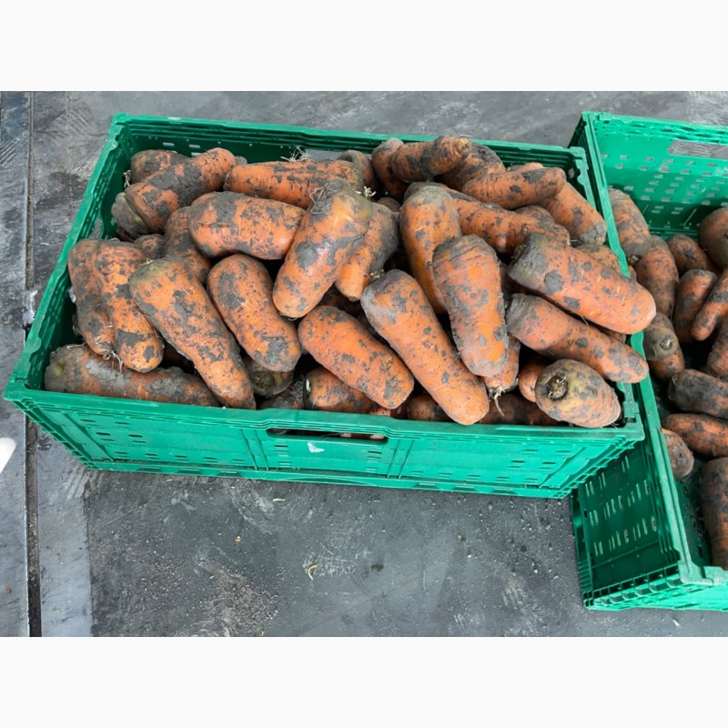 Фото 4. Продам морковку урожая 2022 года