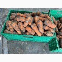 Продам морковку урожая 2022 года