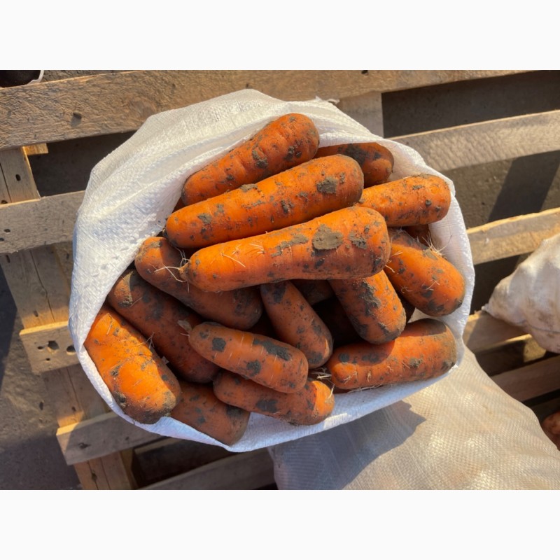 Фото 6. Продам морковку урожая 2022 года