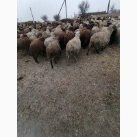 Продам отару овець