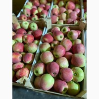 Продам яблука на експорт різні сорти є обєми