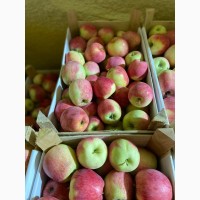 Продам яблука на експорт різні сорти є обєми