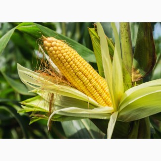 Продам насіння кукурудзи Хотин