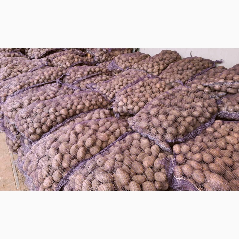 Фото 6. Продам насінневу картоплю