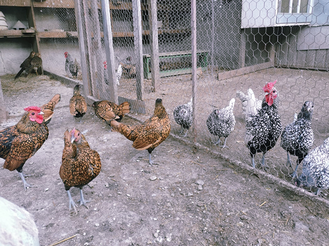 Фото 2. Інкубаційне яйце кур, курчата, Сібрайт золото, срібло, біле золото