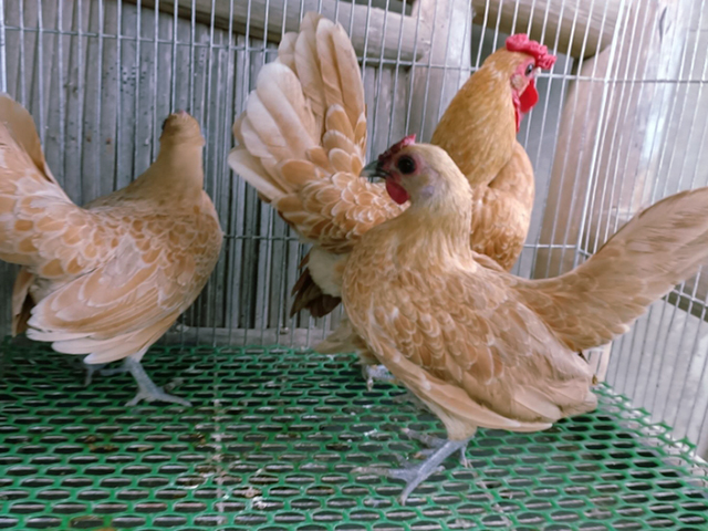 Фото 3. Інкубаційне яйце кур, курчата, Сібрайт золото, срібло, біле золото