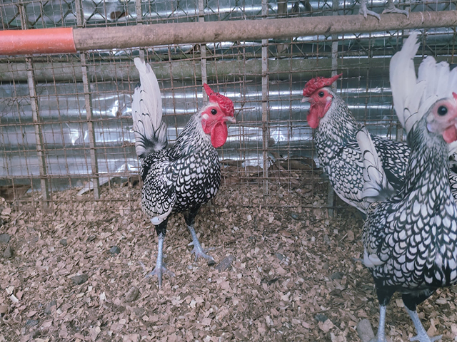 Фото 4. Інкубаційне яйце кур, курчата, Сібрайт золото, срібло, біле золото