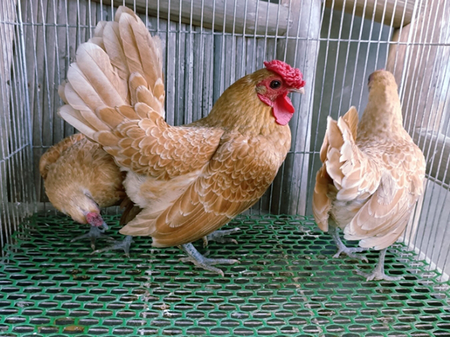 Фото 5. Інкубаційне яйце кур, курчата, Сібрайт золото, срібло, біле золото
