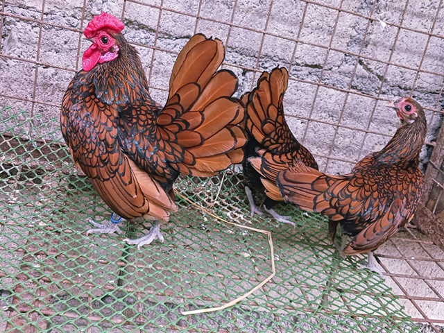 Фото 6. Інкубаційне яйце кур, курчата, Сібрайт золото, срібло, біле золото