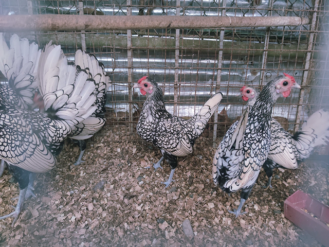 Фото 8. Інкубаційне яйце кур, курчата, Сібрайт золото, срібло, біле золото