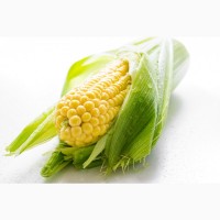 Продам кукурудзу 500 тонн, Київська область, Велика Березянка