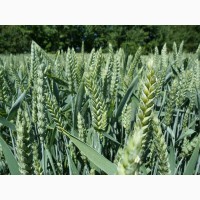 Насіння озимої пшениці Леммі (еліта) Дніпропетровська обл