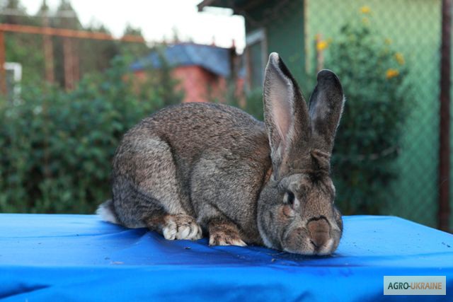 Фото 2. Продам кроликов породы бельгийский фландр