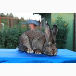 Продам кроликов породы бельгийский фландр