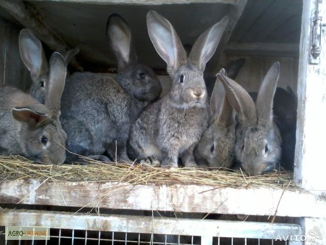 Фото 4. Продам кроликов породы бельгийский фландр