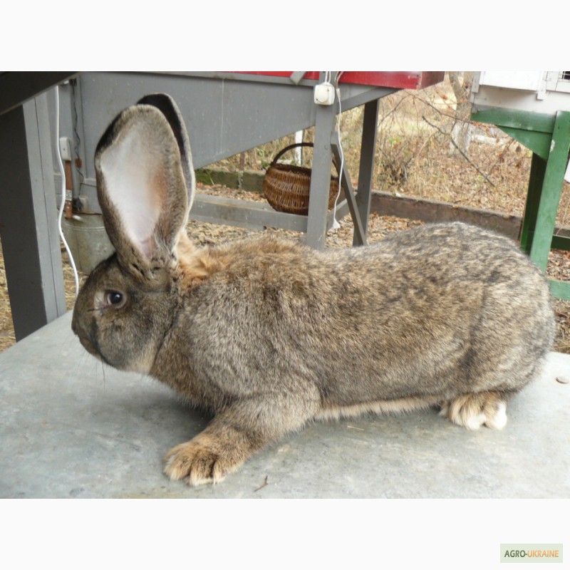Фото 6. Продам кроликов породы бельгийский фландр