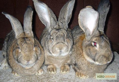 Фото 7. Продам кроликов породы бельгийский фландр