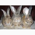 Продам кроликов породы бельгийский фландр