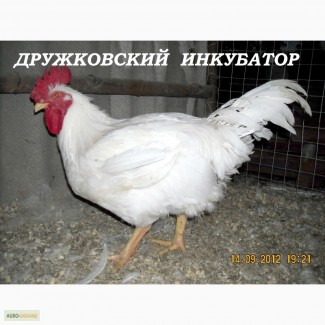 Цыплята бройлера КОББ-500 суточные и подрощенные