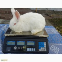 Продам крольчат породы НЗБ, Калифорния, Полтавский серебристый, Панон