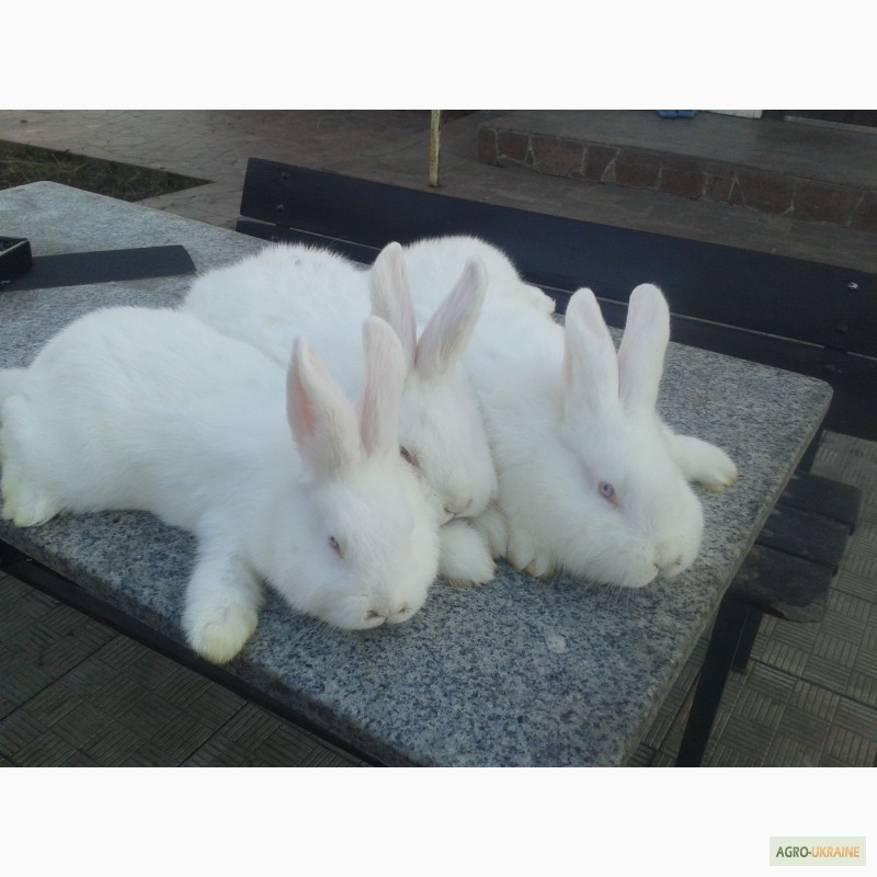 Фото 2. Продам крольчат породы НЗБ, Калифорния, Полтавский серебристый, Панон
