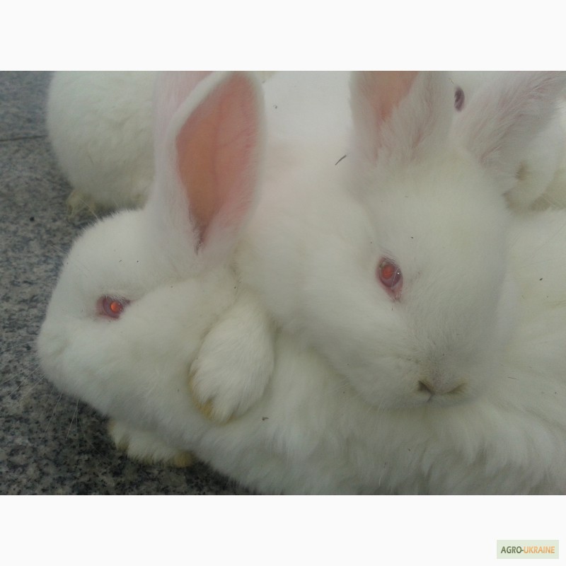 Фото 3. Продам крольчат породы НЗБ, Калифорния, Полтавский серебристый, Панон