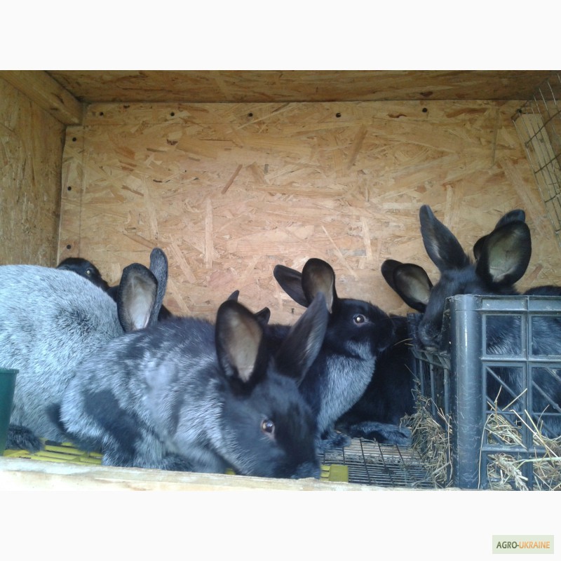 Фото 4. Продам крольчат породы НЗБ, Калифорния, Полтавский серебристый, Панон