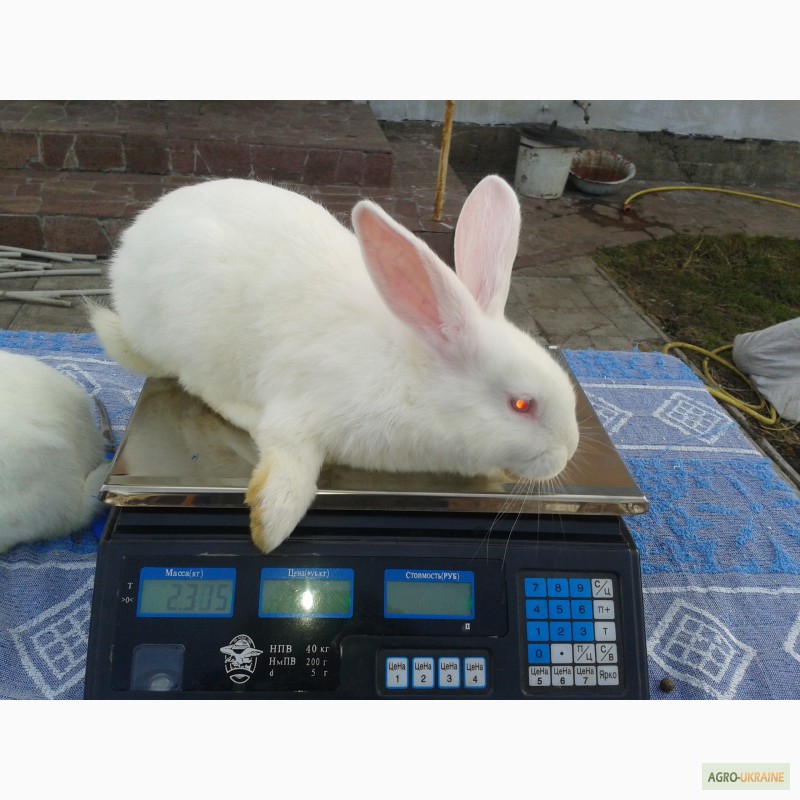 Фото 5. Продам крольчат породы НЗБ, Калифорния, Полтавский серебристый, Панон