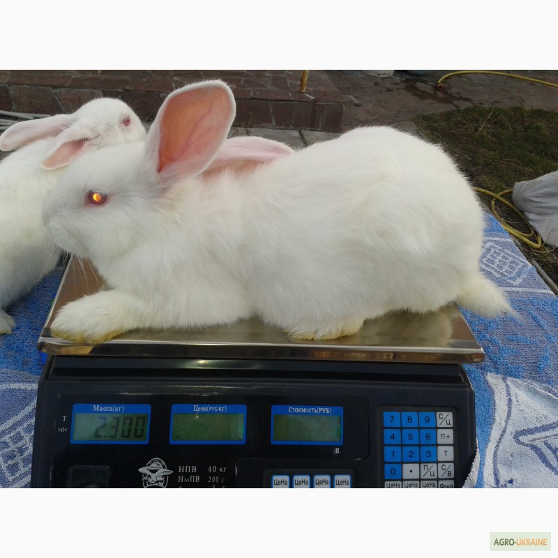 Фото 6. Продам крольчат породы НЗБ, Калифорния, Полтавский серебристый, Панон