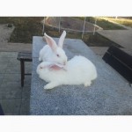 Продам крольчат породы НЗБ, Калифорния, Полтавский серебристый, Панон