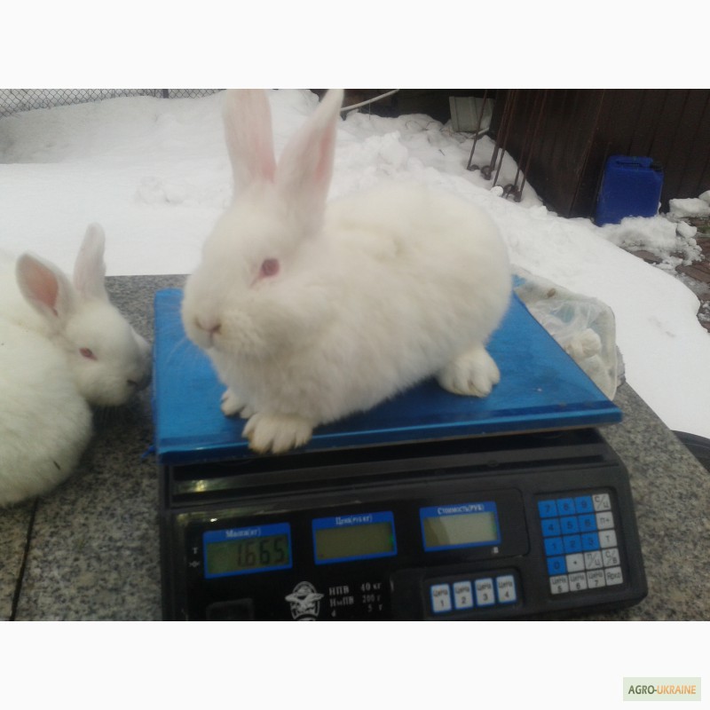 Фото 8. Продам крольчат породы НЗБ, Калифорния, Полтавский серебристый, Панон